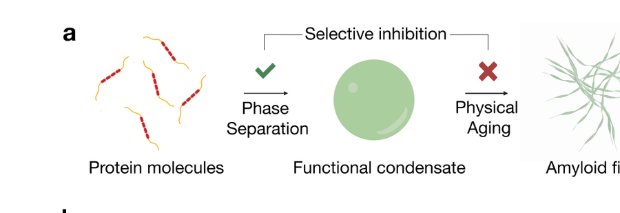 Figure 1a: protein molecules phase-separate into a functional condensate, but physical aging yields amyloid fibrils