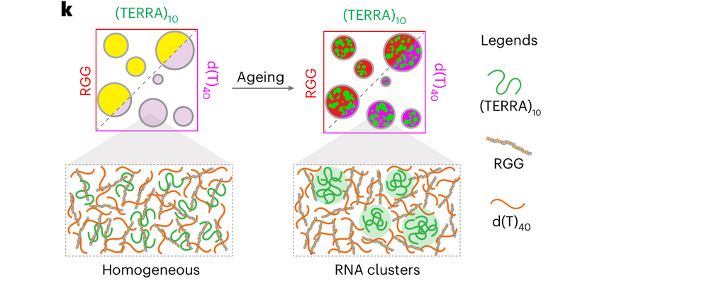 Figure 1k: condensates transition from a homogeneous state to RNA-clustered cores with aging